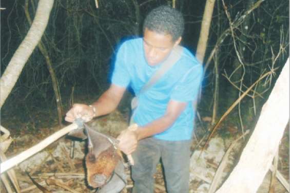 La roussette en fête