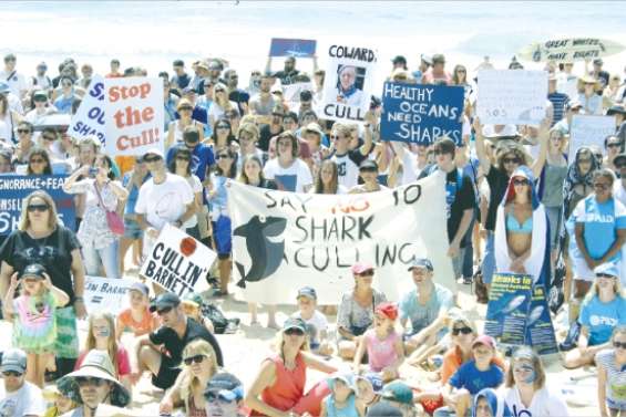 172 requins capturés