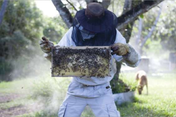 Les abeilles en danger