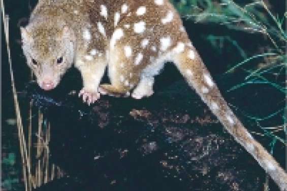 Les petits marsupiaux décimés