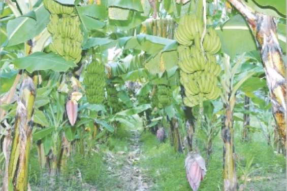Une menace pour les bananiers