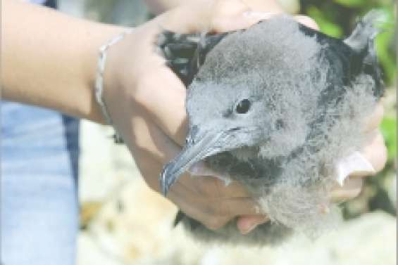 « SOS pétrels, j'écoute »
