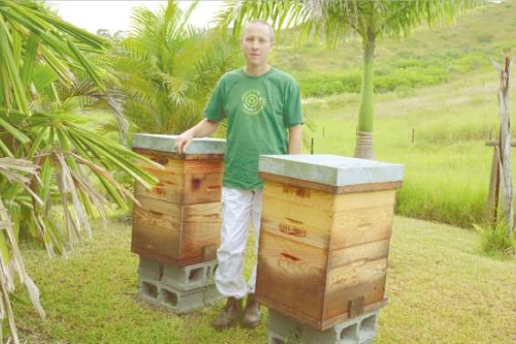 Des avions aux abeilles