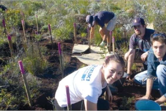 Ils recréent la forêt