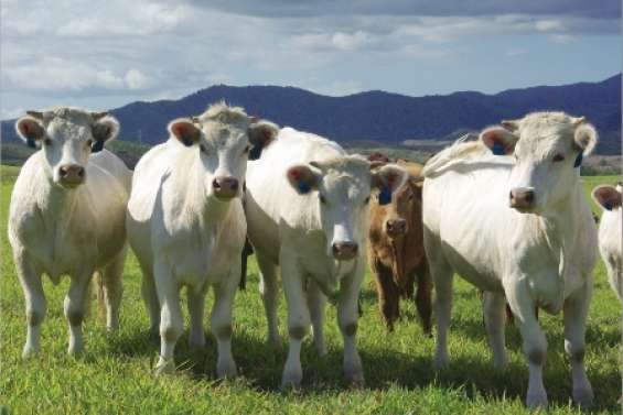 Alerte sur nos steacks