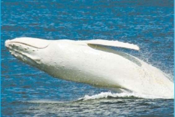 Le retour de Migaloo