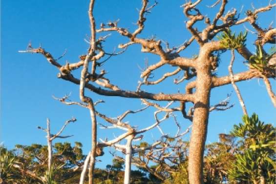 Un espoir pour le kaori du Panié