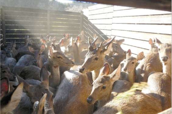 Coup de filet sur les cerfs