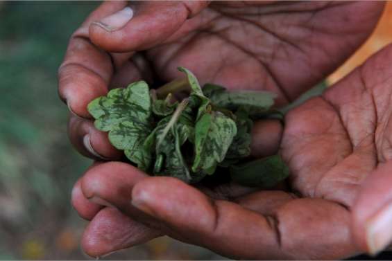 La greffe prendra-t-elle ?