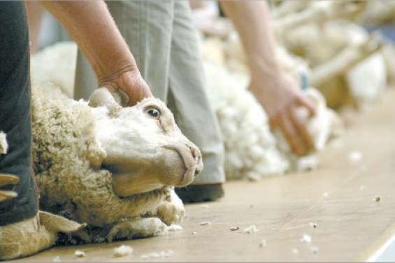 La violence de la laine