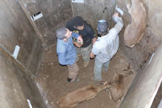 Déjà deux cents cerfs à l'abattoir