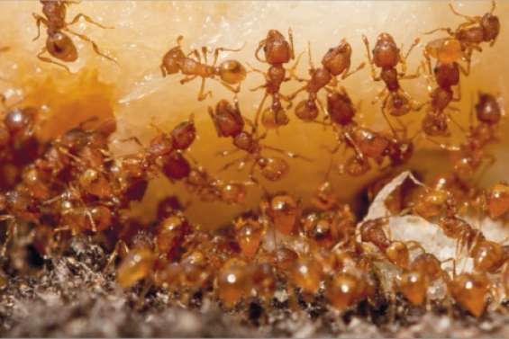 Rien ne leur résiste