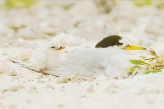 Des oiseaux vulnérables