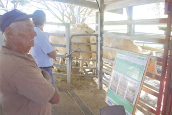 En quête de vaches fertiles