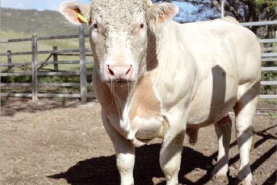 La salle d'enchères reste vide