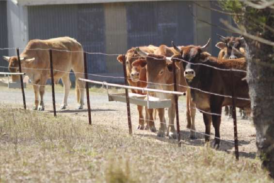 Echange cerf contre aliments