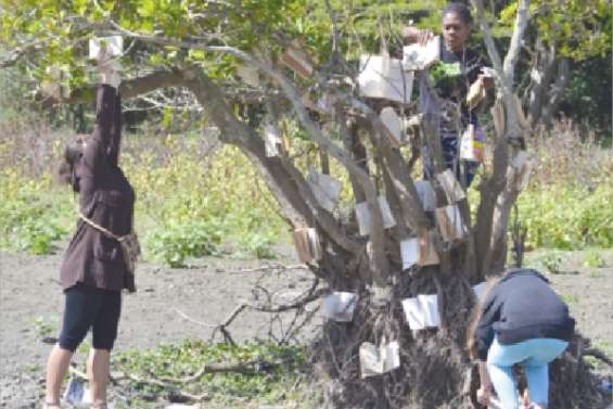 La culture de l'arbre