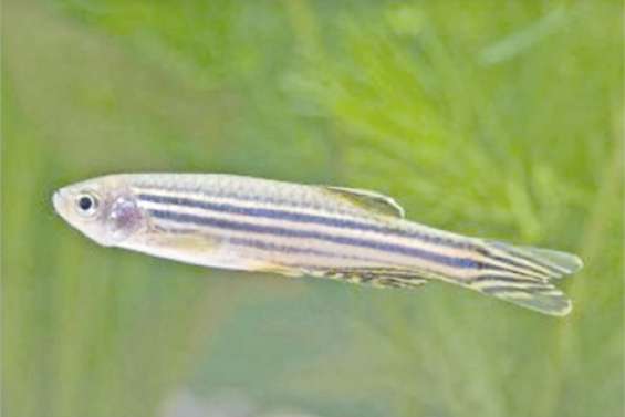 Une découverte majeure