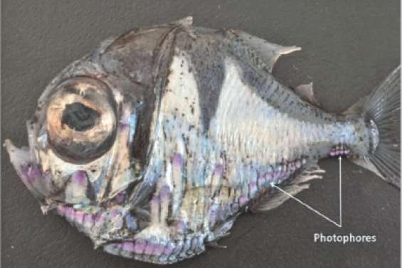 Nouveau venu des abysses