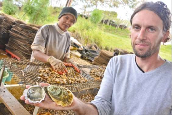 Le retour de l'huître du pays