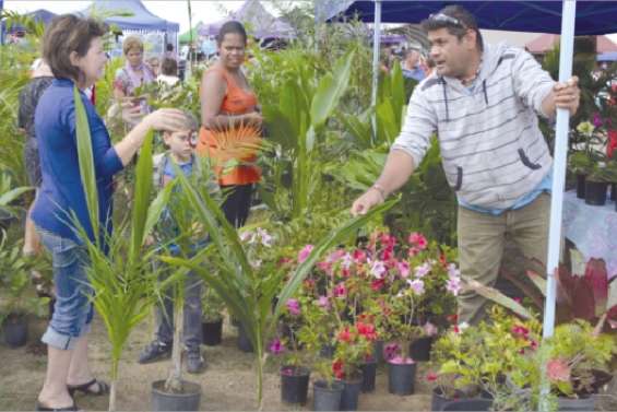 Le succès royal du palmier