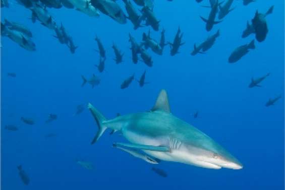 Nagez avec les requins