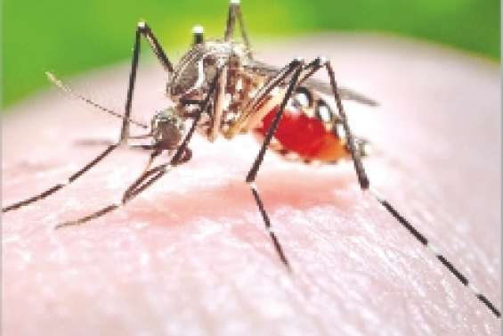 Les épidémies sur les radars du Web