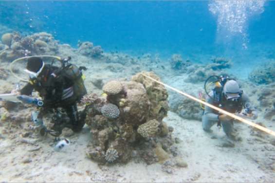 Le récif en bonne forme