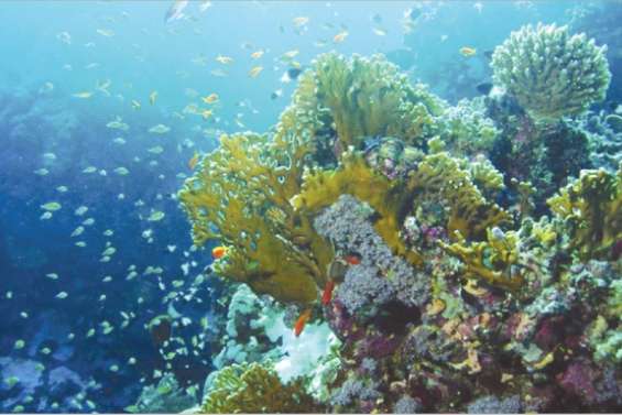 Le corail protégé des déchets ?