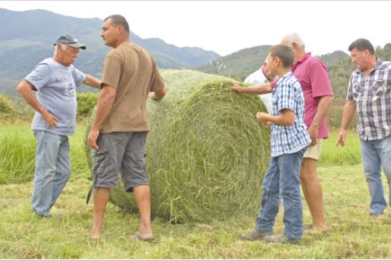 Le foin vaut de l'or
