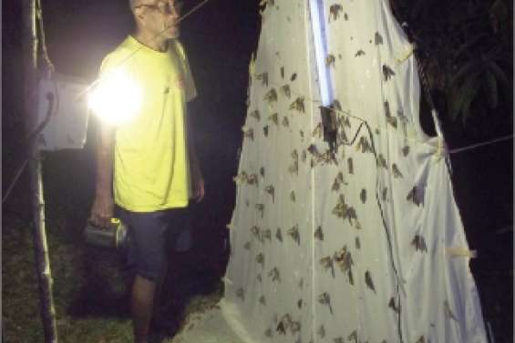 A la rencontre des papillons