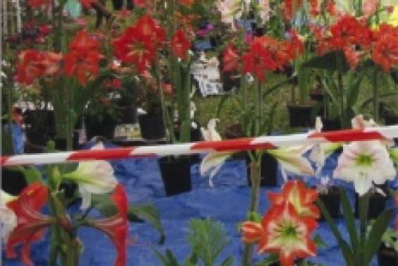 Deux jours de fête  pour les amaryllis