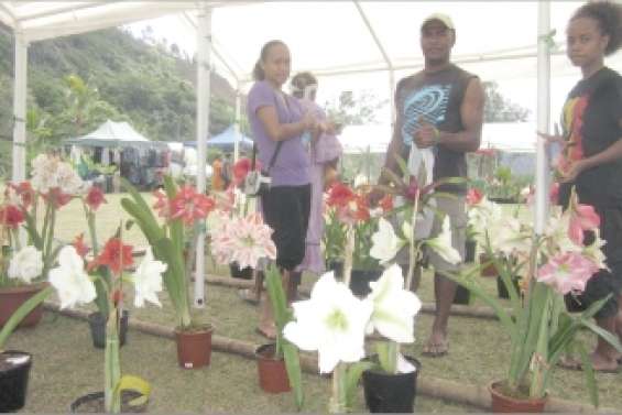 On ne se lasse pas des amaryllis