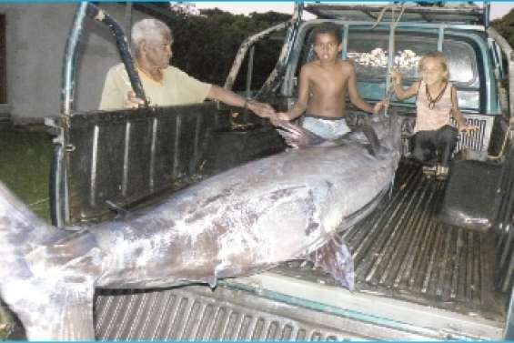 Un marlin  de 3,10 mètres