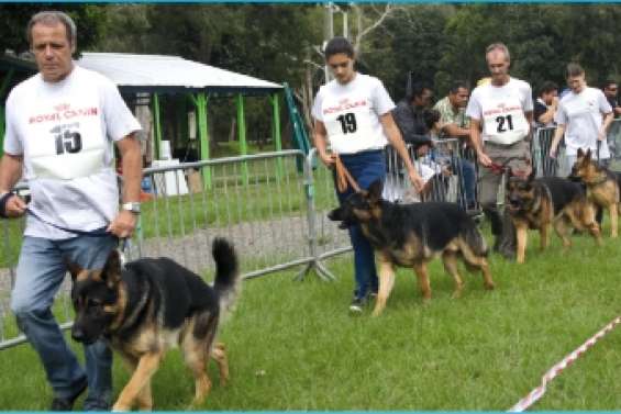 Une exposition qui a du chien