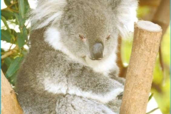 Un vaccin pour  les koalas