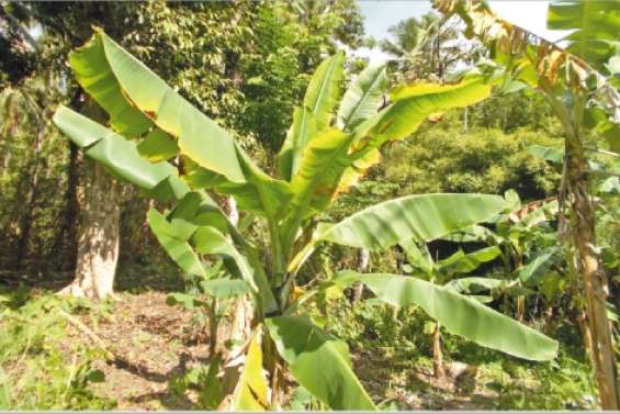 Unis contre le bunchy top