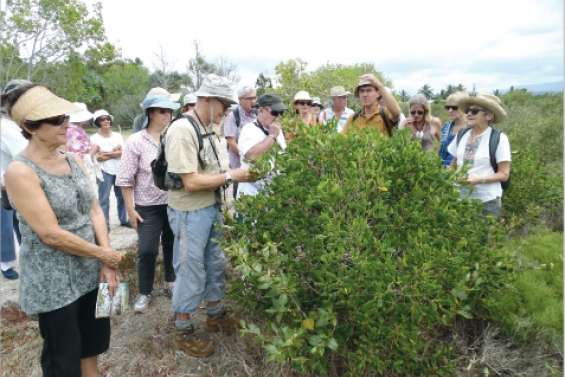 Des mordus de mangrove