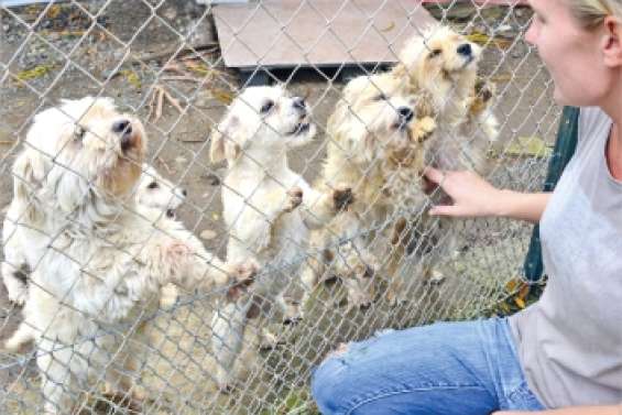 Les animaux fêtent Noël dimanche