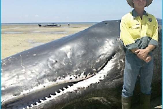 Des carcasses  encombrantes