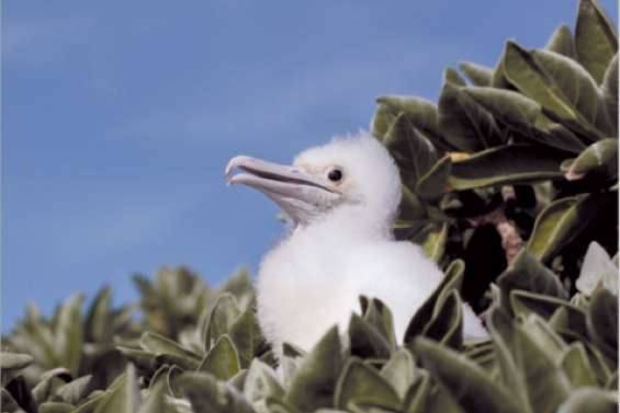 Un trésor d'oiseaux