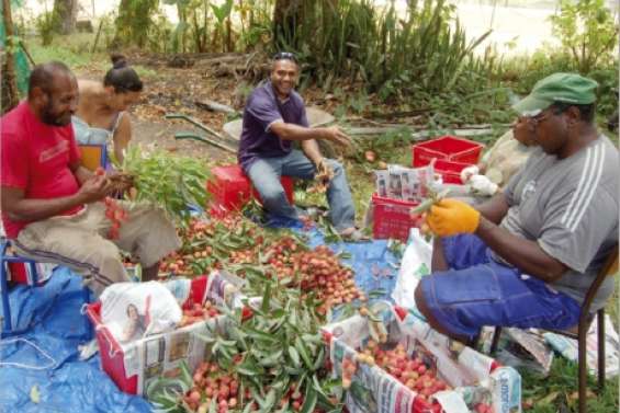 Le letchi se dédouble