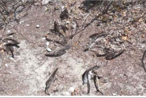 Massacrés par centaines