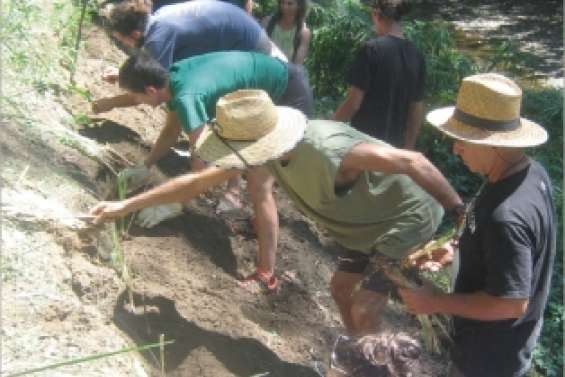Pas de vers avec le vétiver
