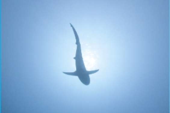 Le pêcheur mordu par le requin pêché