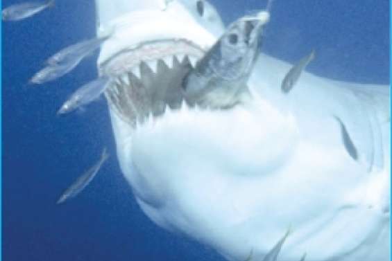 La traque au requin ouverte