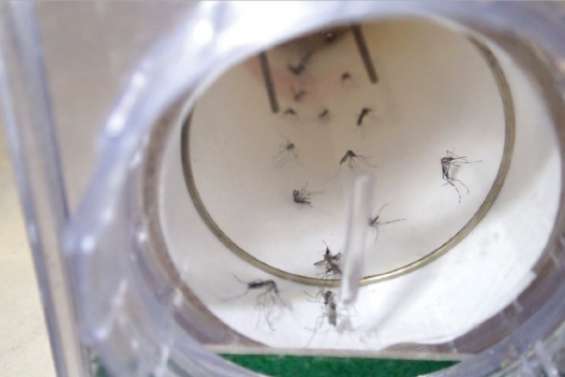 L'Aedes fait de la résistance