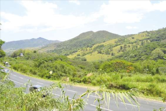 Des taros à perte de vue