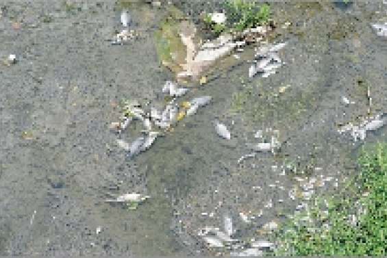 Surmortalité de poissons à l'île Ouen