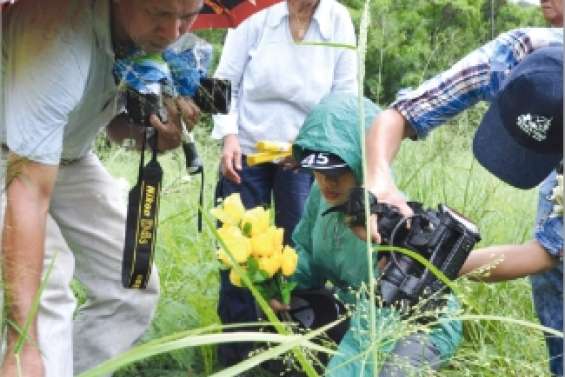 Aux racines des Niaoulis